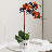Silk Orchid Arrangement in Vase-86509406