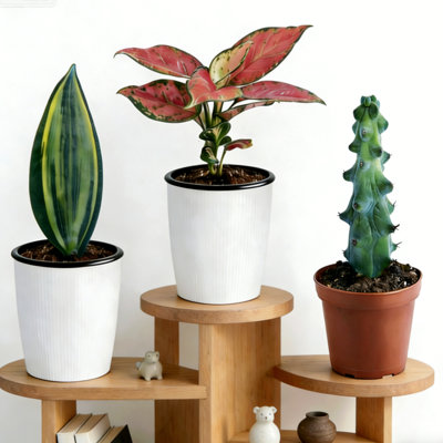 3-Piece Live Plants Set 