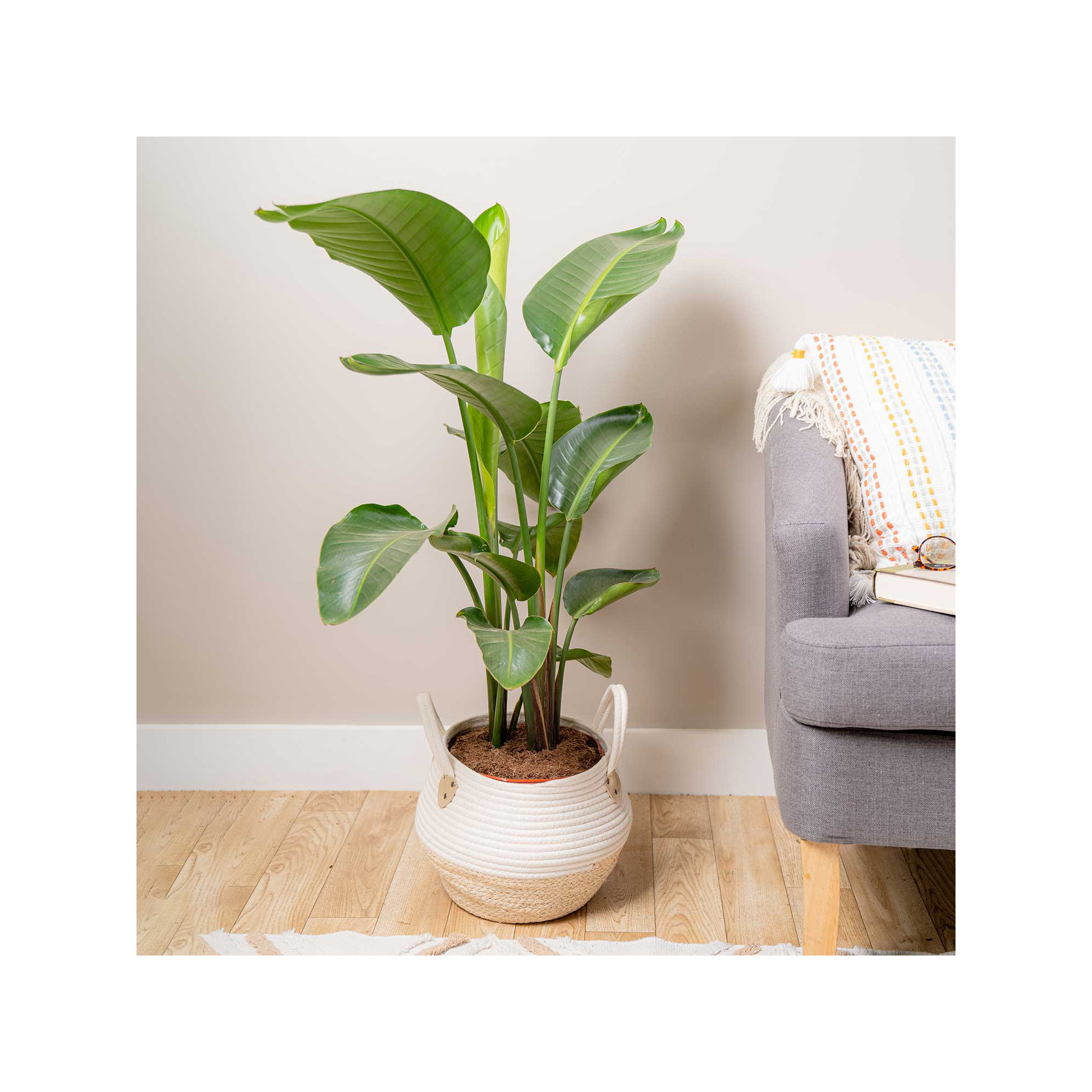 Costa Farms Indoor White Bird of Paradise House Plant in 10-inch Weave Basket