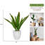 Plante grasse artificielle en pot 31,5 "Panama