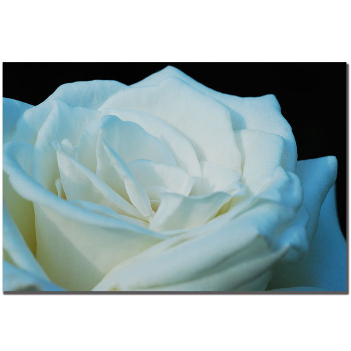 White Rose Botanical Canvas Art with Wooden Frame