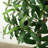 Approx. 83 Inches High Artificial Olive Tree