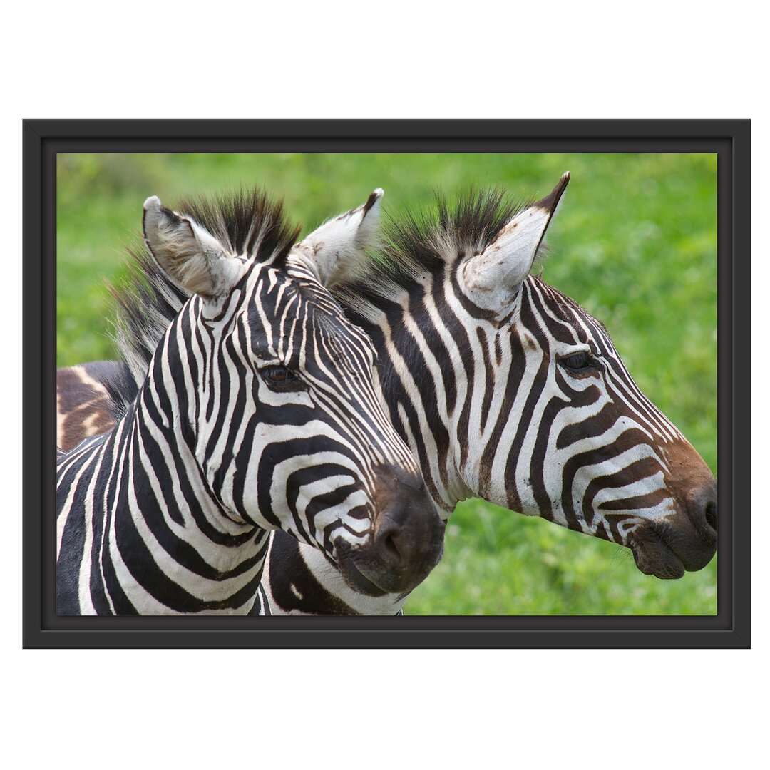 Gerahmtes Wandbild schönes Zebrapaar