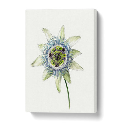 Passion Flower by Jean Bernard - Wrapped Canvas Painting