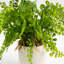 28cm Faux Fern in Speckled Ceramic Pot