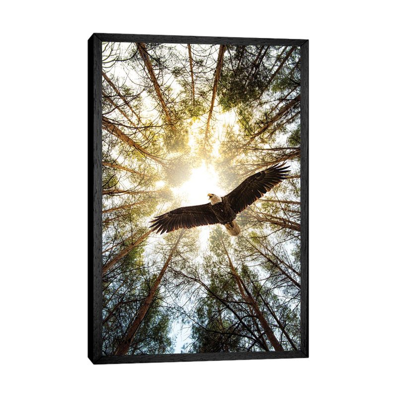 Master Of Heaven Bold Eagle by Nik Rave - Print on Canvas, 101.6 cm H x 66.04 cm W, Black Framed