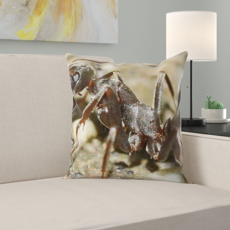 Coussin insectes