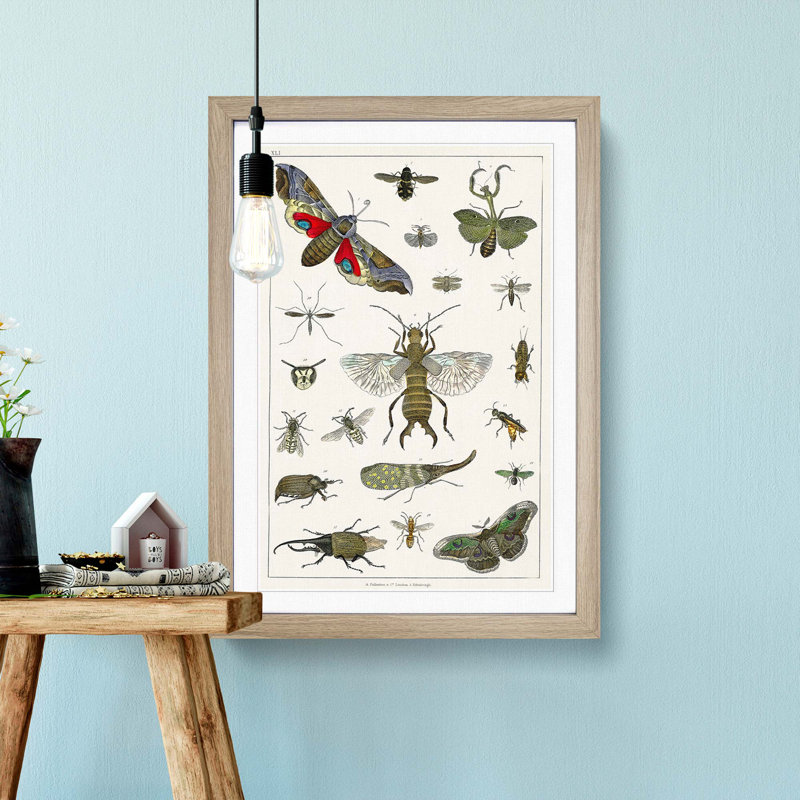 Various Insects by Oliver Goldsmith - Picture Frame Painting Print, 65cm H x 48cm W x 2cm D, Oak Framed