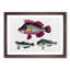 Assortment Of Fishes - Single Picture Frame Painting-57844379-57844380