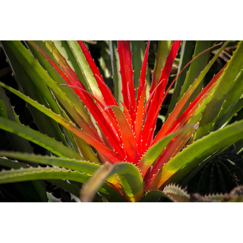CactUS Plant - Wrapped Canvas Print, 30cm H x 46cm W