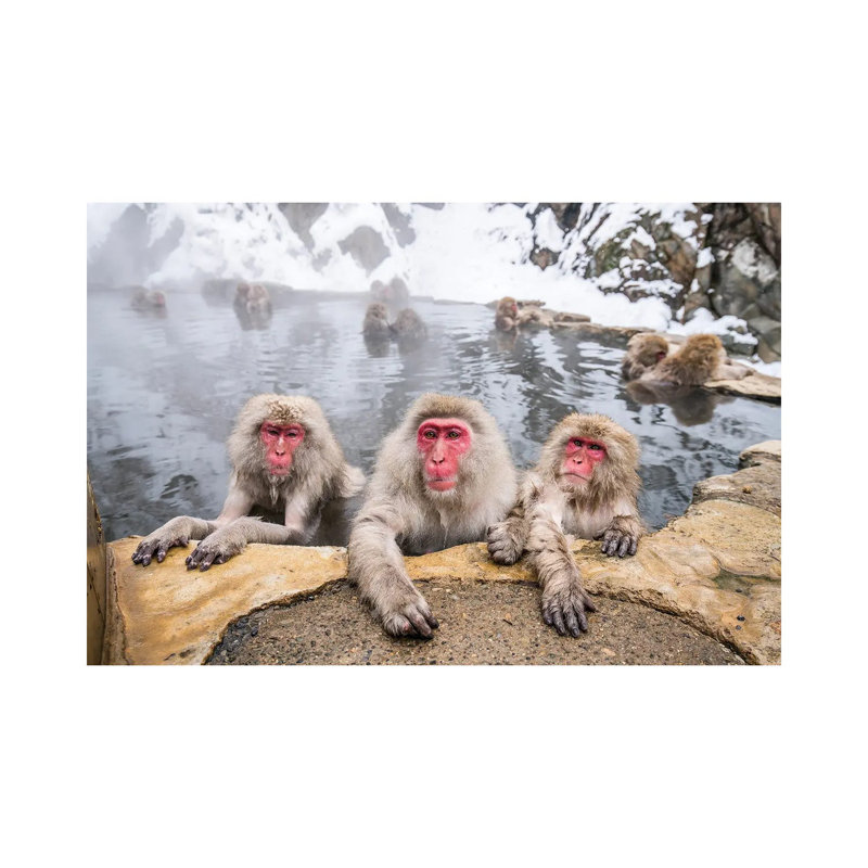 A Group Of Japanese Macaques (Snow Monkeys) Taking A Bath In A Hot Spring by Jan Becke - Wrapped Canvas Print
