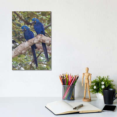 Hyacinth Macaw Pair by Ken Archer - Wrapped Canvas Painting