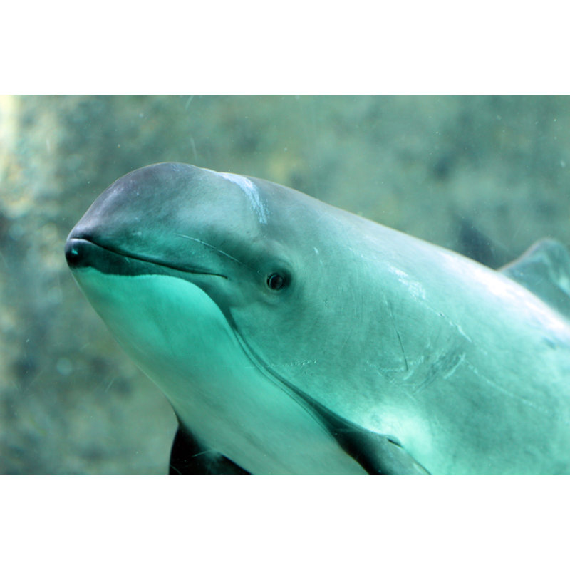 Curious Porpoise by BrendanHunter - No Frame Print on Canvas, 30cm H x 46cm W