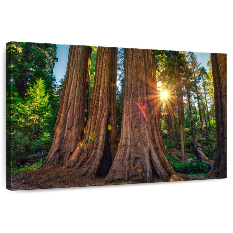Forêt Harnek Grant Grove, H 8 po x l 12 po