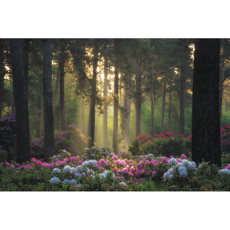 «Claflin Flowers in the Forest» par Martin Podt - reproduction d'art sur toile tendue, H 8 po x l 12 po
