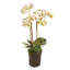 Conservatory Orchid Faux Floral-1276761690