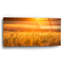 «Golden Wheat» par Jonathan Ross-1864785879