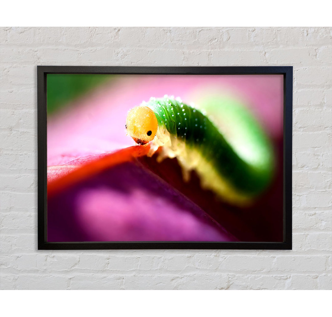 Beautiful Caterpiller Waiting - Einzelbildrahmen Kunstdrucke auf Leinwand