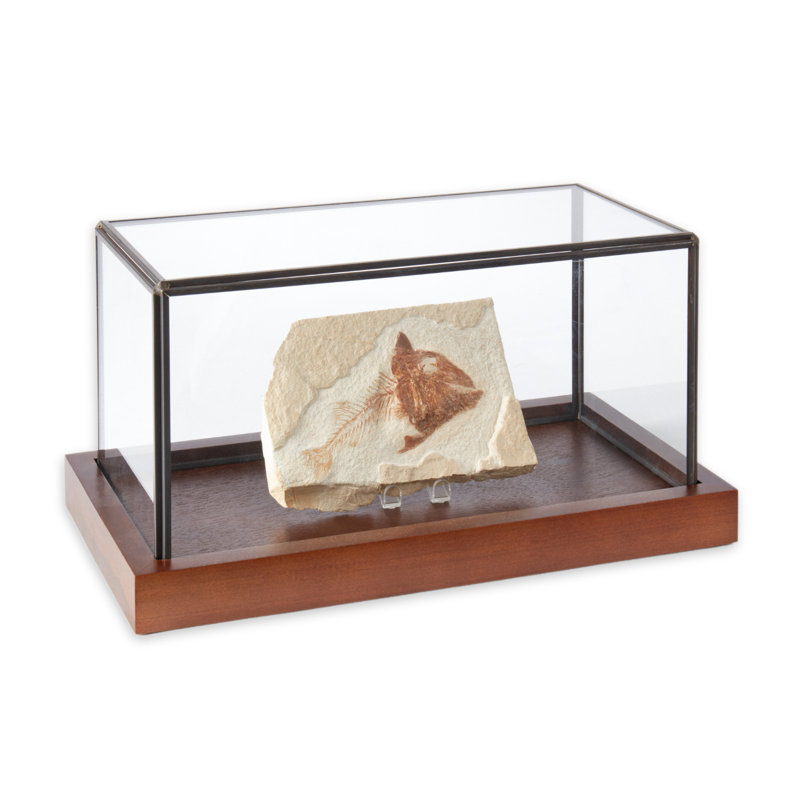 Display Case,  5.75" H x 11" W x 6" D