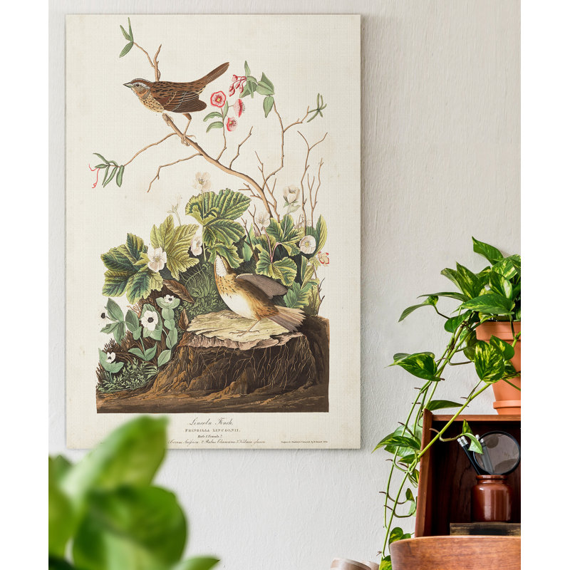 «Pl 193 Lincoln Finch», reproduction d'art sur toile, H 20 po x l 16 po x P 1 po