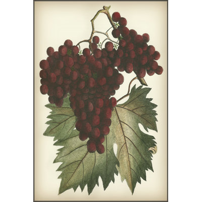 Red Grapes II - Wrapped Canvas Painting