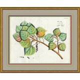 Malaberica Leaves In Color 6 Giclee Print by Soicher Marin Archives