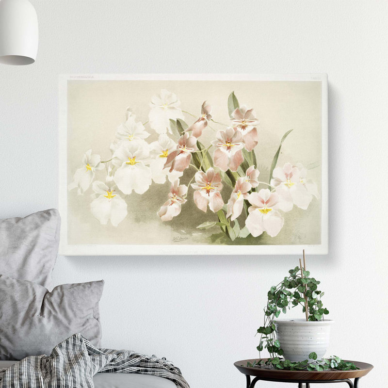 Magnolia Flowers Illustration Tab. 29 by Frederick Sander - Wrapped Canvas Painting, 50.8 cm H x 76.2 cm W