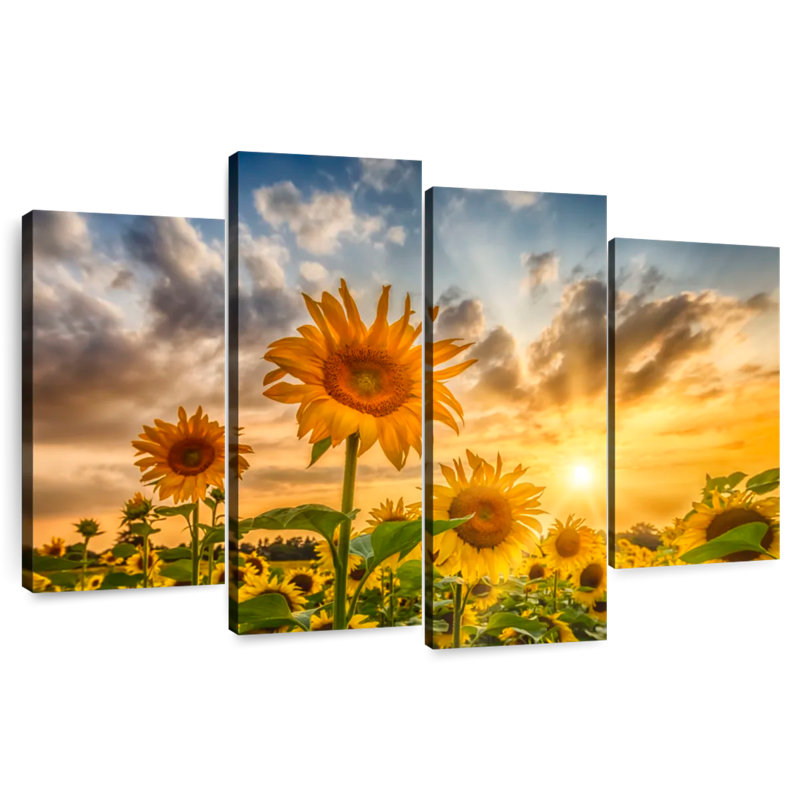 Alvord tournesols au coucher du soleil