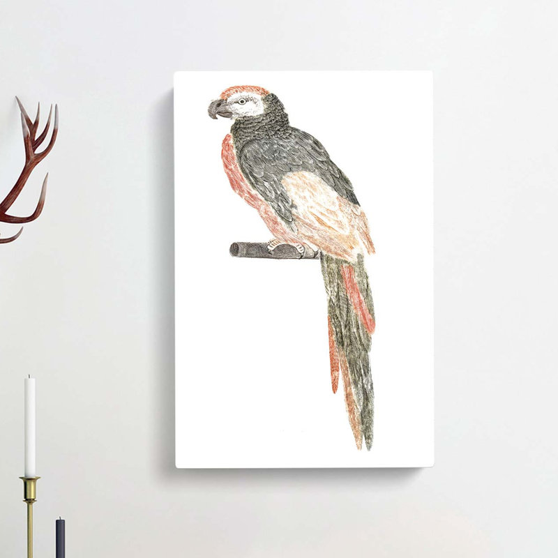 Illustration Of A Parrot by Johan Teyler - Wrapped Canvas Painting, 50cm H x 35cm W x 3cm D