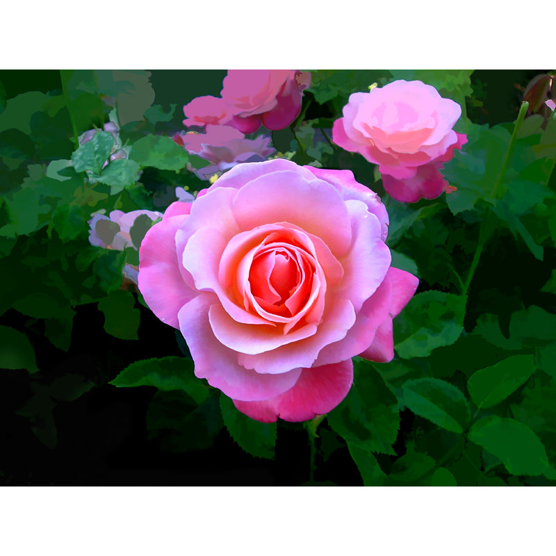 A Rose Is A Rose Print by Tom Kostes, 25.25" H x 31.25" W
