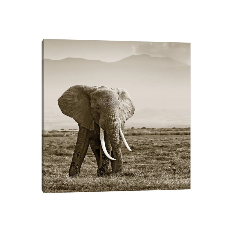 Big Tusked Elephant by Klaus Tiedge - Print on Canvas, Wrapped Canvas, 30.48 cm H x 30.48 cm W