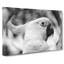 Cockatoo Bird Vol.2 - Wrapped Canvas Print-61851133
