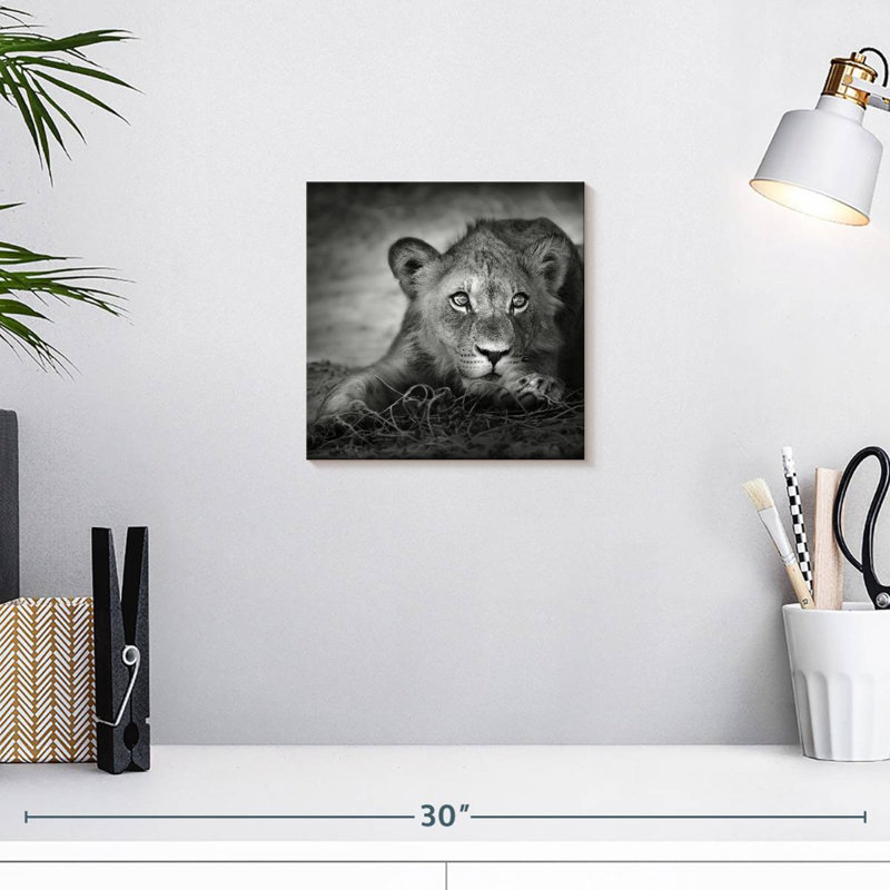 Brampt Young Lion Head, 10" H x 10" W