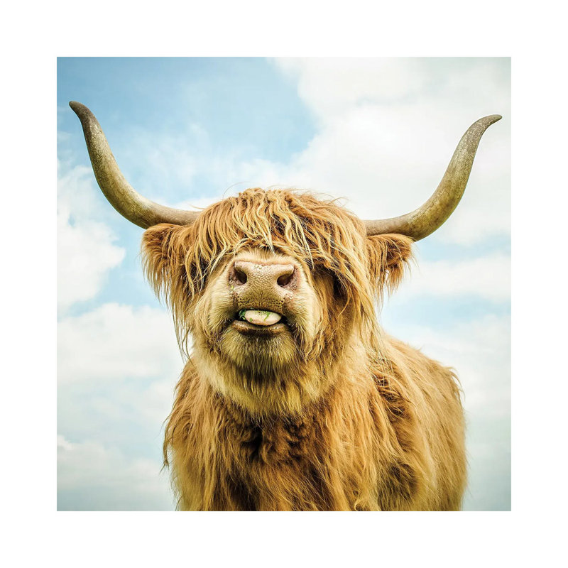 " Highland Cow ", 12'' H x 12'' W x 0.75'' D, Wrapped Canvas