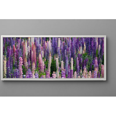 «Lupine Field in Bloom», art mural encadré