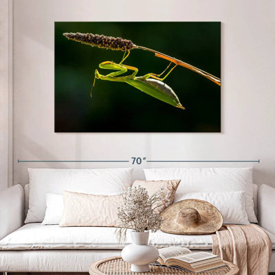 Hanging Praying Mantis