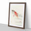 Two Carp by Ohara Koson - Framed Print-55614422-55614424