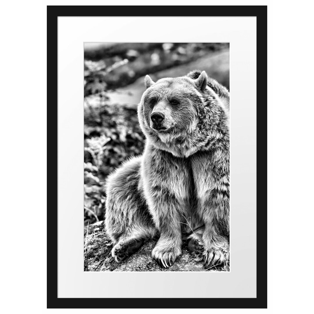 Gerahmtes Poster Niedlicher Grizzlybär auf Stein