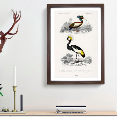 Bird Illustrations PL. 9 by Charles d Orbigny - Framed Print