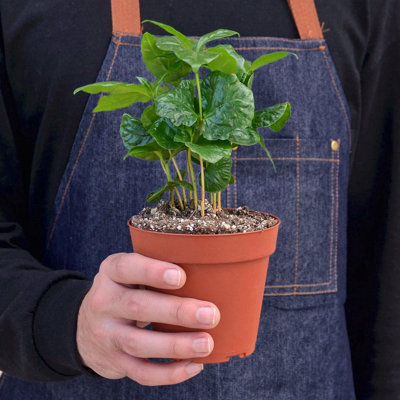 House Plant Shop Live Foliage Plant