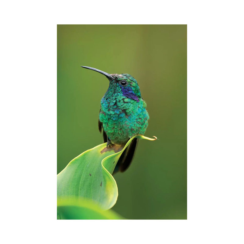 Green Violet-Ear Hummingbird Perched On Leaf, Costa Rica by Thomas Marent - Wrapped Canvas Print