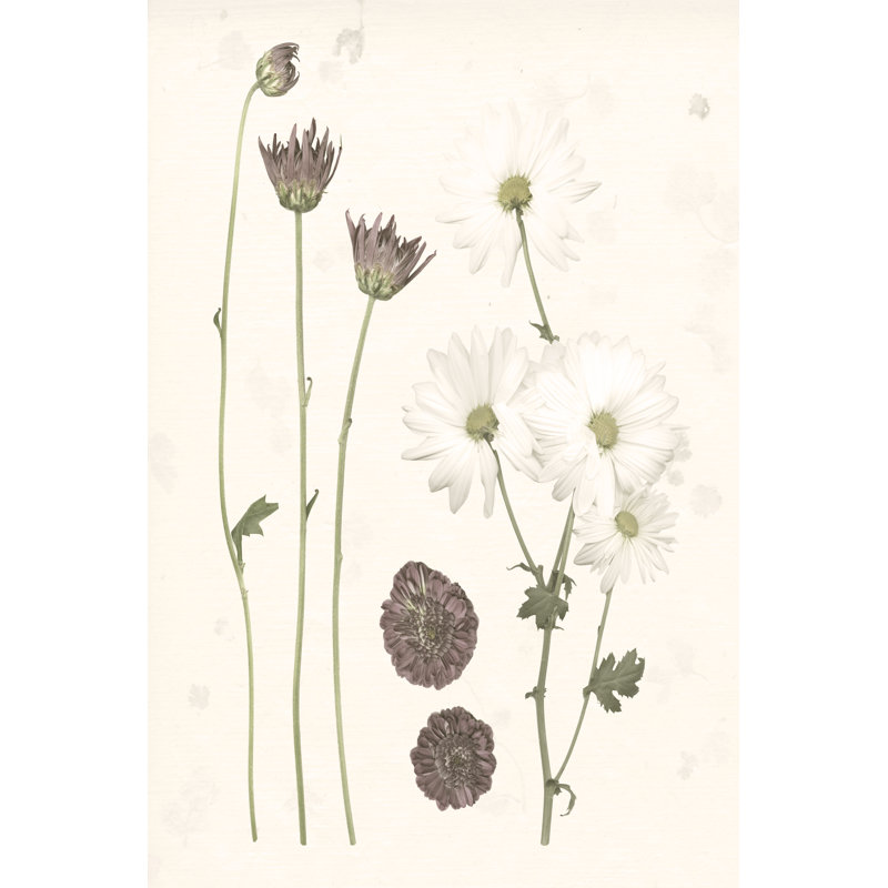 'Pressed Blooms IV' by Grace Popp - Graphic Art Print, 30cm H x 20cm W, Wrapped Canvas
