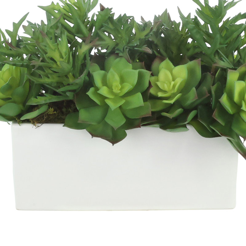 Echeveria et mousse dans un pot en fibre de pierre