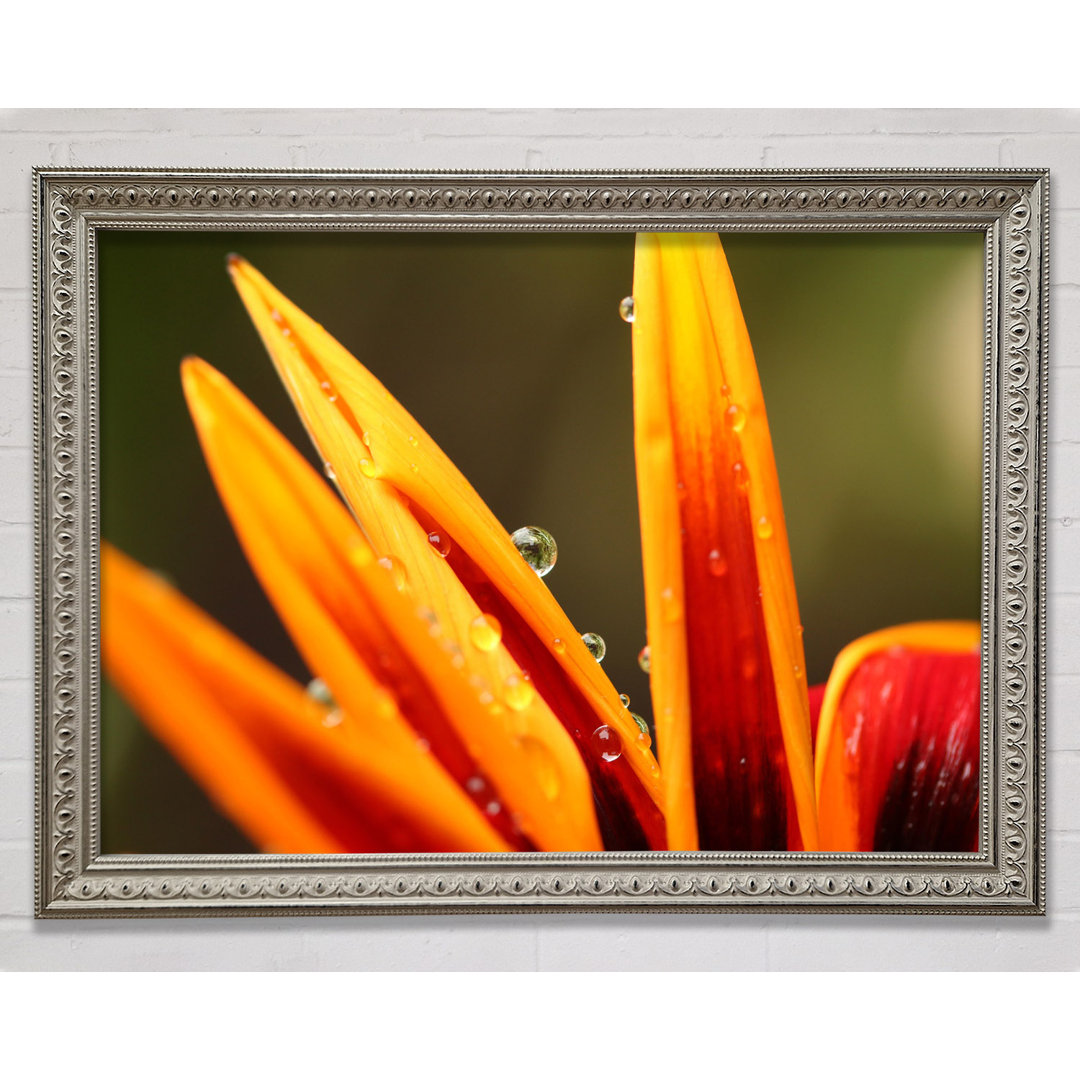 Wassertropfen auf einer gelben Blume - Druck