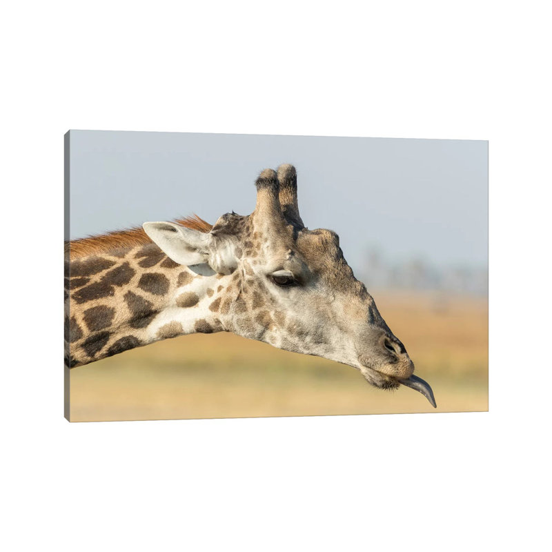 Africa, Botswana, Chobe National Park. Close-Up Of Giraffe Neck With Oxpecker Bird by Jaynes Gallery - Wrapped Canvas Print