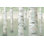 «Spring Birch» par James Wiens - Peinture