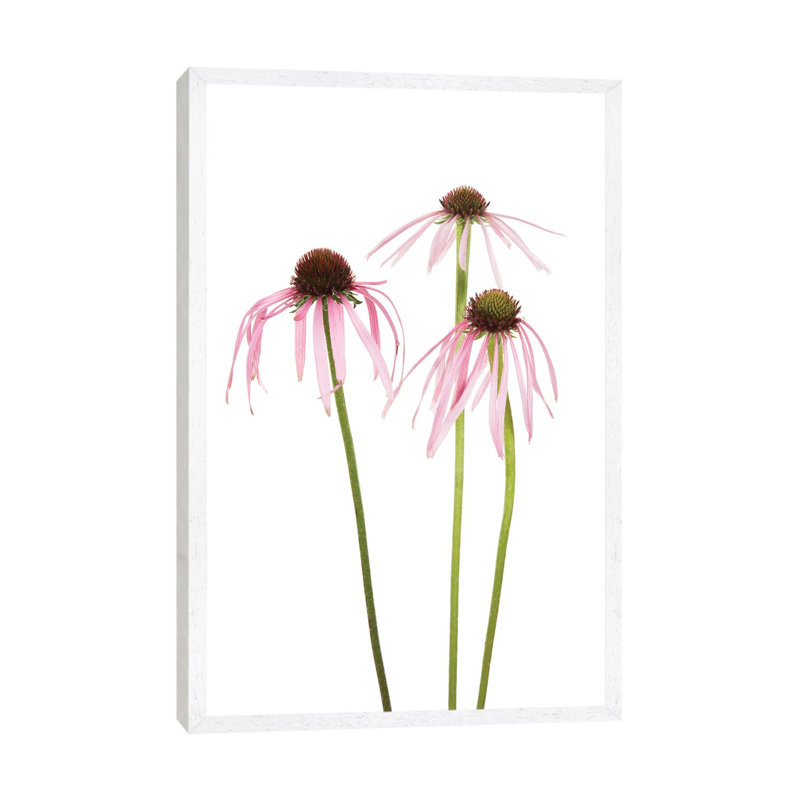 Pale Purple Coneflowers. Marion County, Illinois, USA. 1 Piece Wall Art on Canvas, 66.04 cm H x 45.72 cm W, White Framed