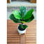 Feuillage de figuier en pot