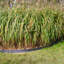 Bordure de jardin festonnée en acier, 5 pièces - 106 cm (41,75 po) - Acier-102192886