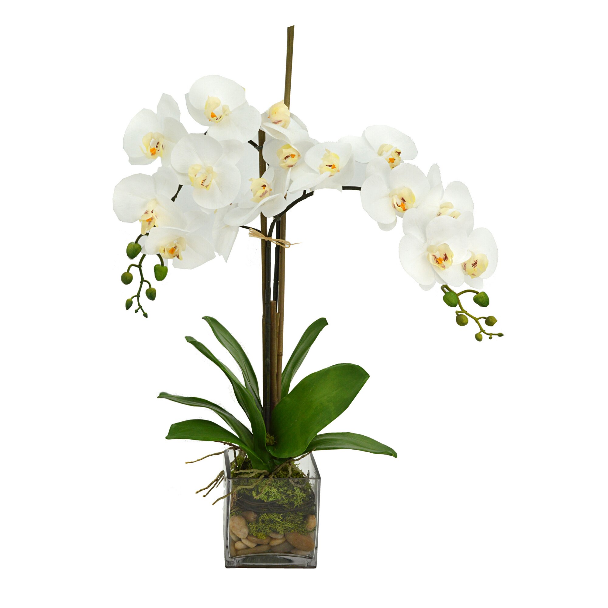 Orchid Arrangement in Glass Vase with Moss – Creative Displays and Designs  inc